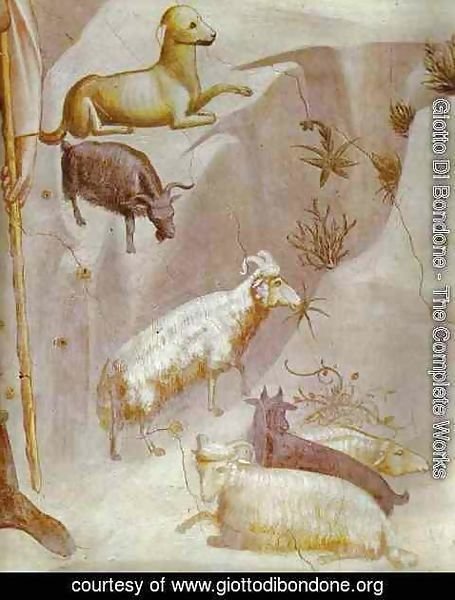 Giotto Di Bondone - Joachims Dream Detail 1304-1306