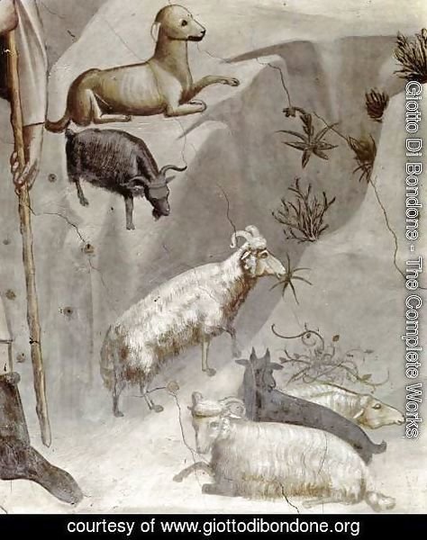 Giotto Di Bondone - No. 5 Scenes from the Life of Joachim- 5. Joachim's Dream (detail) 1304-06
